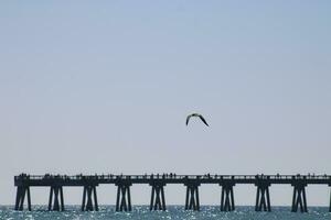 negro con membrete gaviota playa pájaro foto