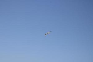 Black headed Gull beach bird photo