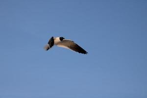 Black headed Gull beach bird photo