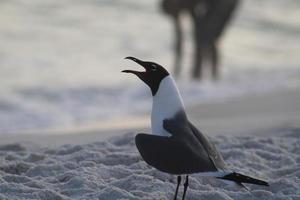 negro con membrete gaviota playa pájaro foto