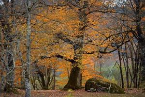 a woman in warm clothes in the fall sits near a tree in the forest photo