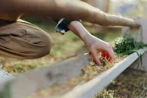 A woman works on a farm and feeds her chickens with healthy food, putting young, organic grass and compound feed into their feeders by hand to feed them photo