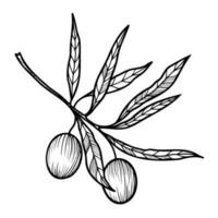 Line art clipart with olives branch vector