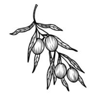 Line art clipart with olives branch vector