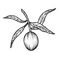 Line art clipart with olives branch vector