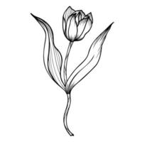 Line art clipart with tulip flower vector