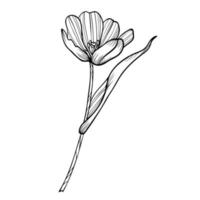 Line art clipart with tulip flower vector