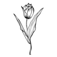 Line art clipart with tulip flower vector