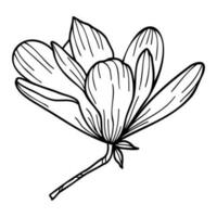 Line art clipart with Magnolia flowers vector