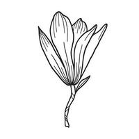 Line art clipart with Magnolia flowers vector