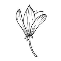 Line art clipart with Magnolia flowers vector