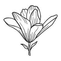 Line art clipart with Magnolia flowers vector