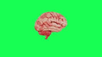 The human brain simulation model rotates 360 degrees on its axis, with a green background. video