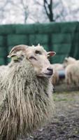 lungo dai capelli capra nel un' azienda agricola è guardare a il telecamera video