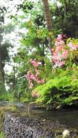 Stream flows surrounded by flowers and leafy bushes video