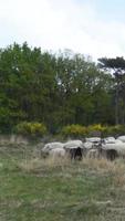 el rebaño de ovejas viaja por el camino de la hierba a través del campo de pastoreo video