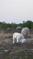 Sheep eating grass in beautiful nature video