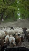 Herd of sheep and goats travel down a rural gravel road lined with trees video