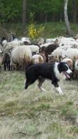Black and white dog herds a group of sheep video