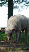 Cute lamb eating grass in beautiful nature video