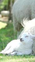 Cute Lamb resting against his mother video