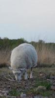 Sheep eating grass in beautiful nature video