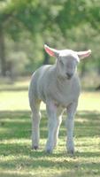 süßes Lamm, das in einem Feld steht, das die Kamera betrachtet video