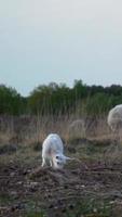 ovelha comendo Relva dentro lindo natureza video