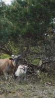 Sheep herd travels on grass path through grazing field video