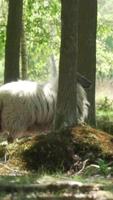 A sheep walks between the trees into the forest video