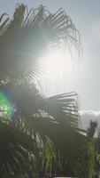 Sun shines through Palmleaves video