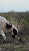 White and brown speckled sheep graze in a dry meadow video
