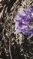 cerca arriba de orquídea raíces crecer alrededor un árbol video