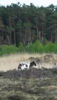 Young white and brown lamb grazes in brown meadow video