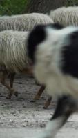 Black and white dog herds sheep in a grassy meadow video