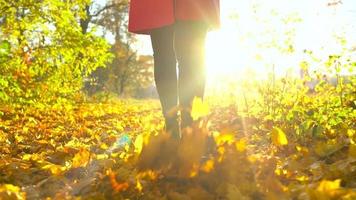 Beautiful girl with a camera walks through the autumn forest and takes pictures. Weekend outside the city video