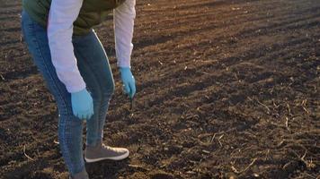 femelle agriculteur des stands avec une échantillon de semis dans sa main à propos à plante il dans le sol. video