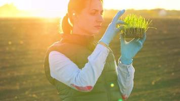 Female farmer stands with a sample of seedlings in her hand about to plant it in the soil. video