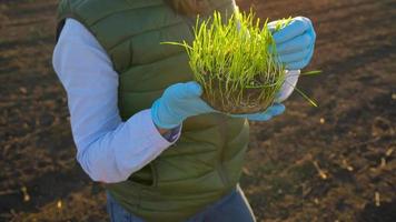 hembra granjero soportes con un muestra de plántulas en su mano acerca de a planta eso en el suelo. video