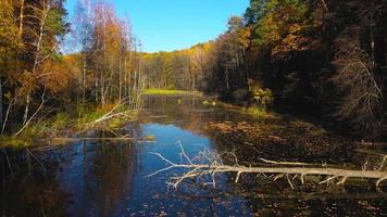 Antenne Aussicht von das Teich und das hell Herbst Wald auf es ist Ufer. Wald ist reflektiert auf das Oberfläche von das Teich video