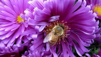 en bi på rosa krysantemum blomma video