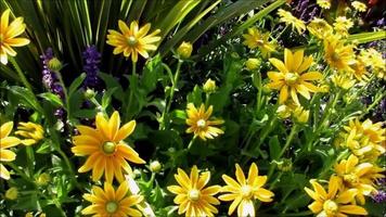 amarillo coneflowers floreciente en verano jardín video