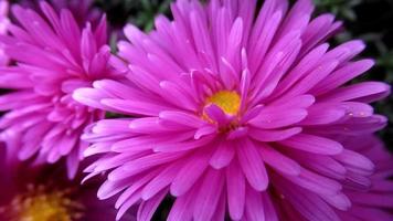 roze bloem dichtbij omhoog, chrysant video