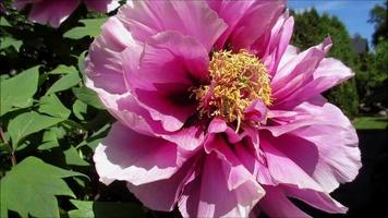 Rosa Pfingstrose Blume Blühen im Frühling video