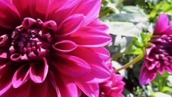 roze dahlia bloemen bloeiend in de tuin video