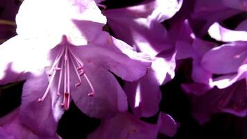 roze rododendron bloem dichtbij omhoog, voorjaar indruk video