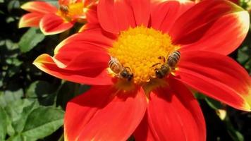 bee on bright red dahlia flower, summer garden video