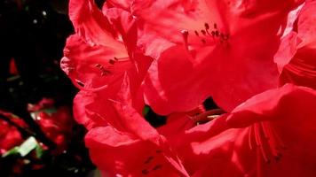 bright red rhododendron flower close up video