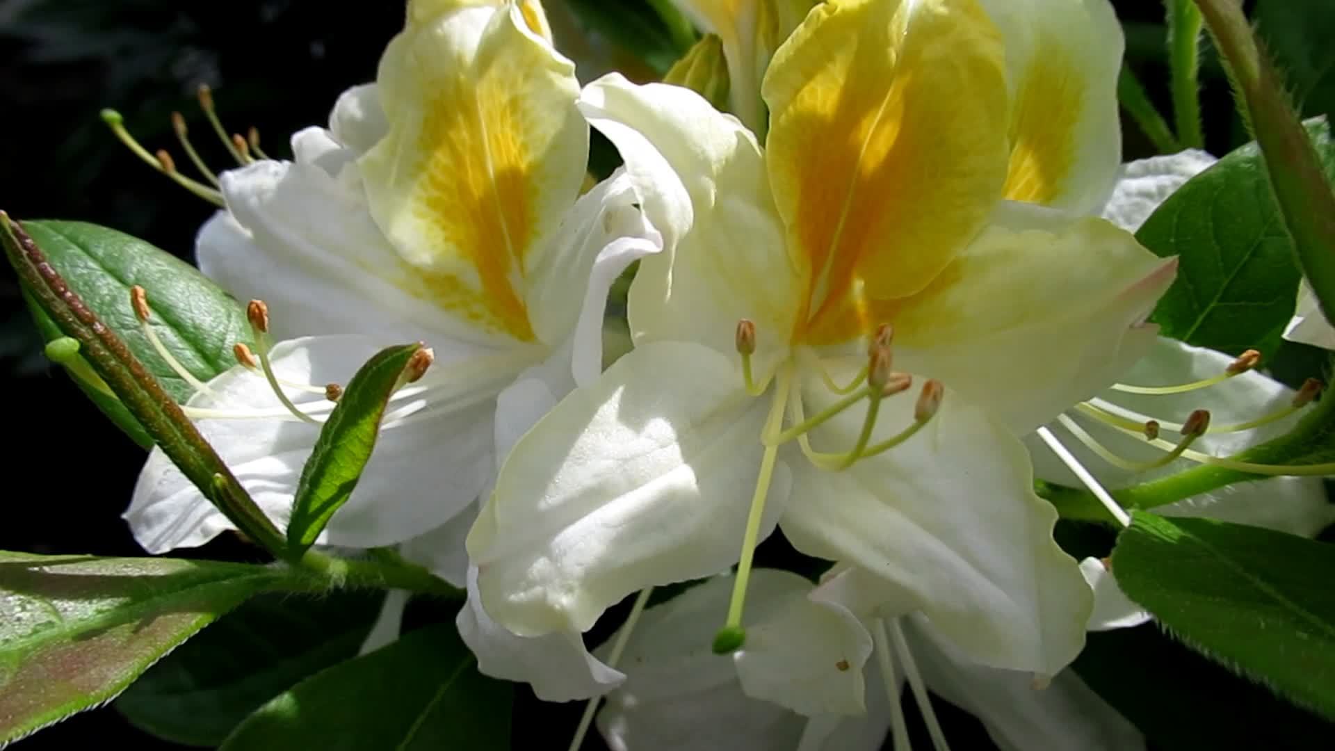 Weiß Gelb Rhododendron Blumen Blühen im Frühling Garten 22525253 Stock