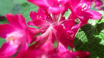 pink flowers blooming in spring garden video